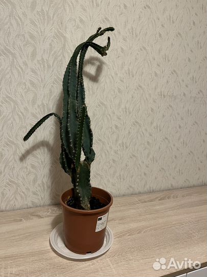 Кактус Цереус Флорида