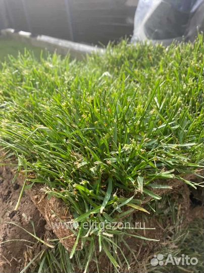 Укладка газона