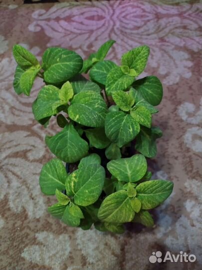 Рассада колеуса