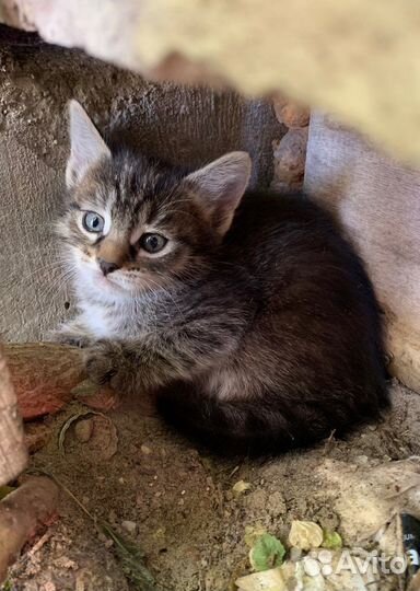 Красивые Котята 1 месяц