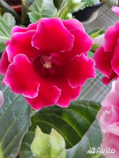 Глоксиния цветущая