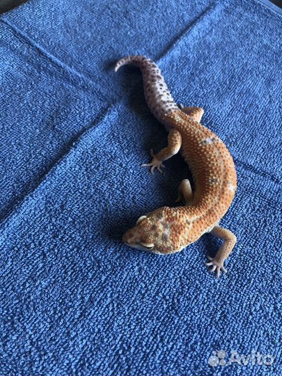 Эублефар самец