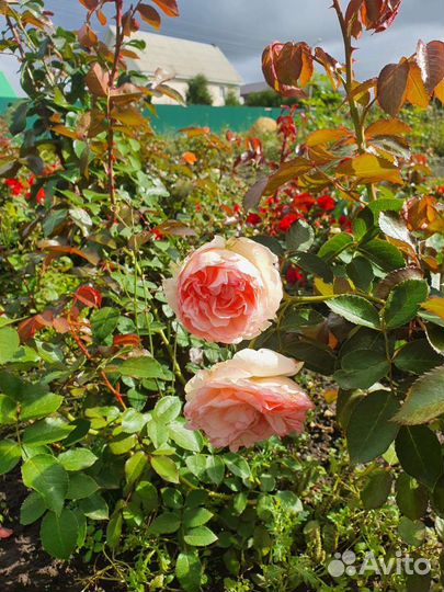 Саженцы роз