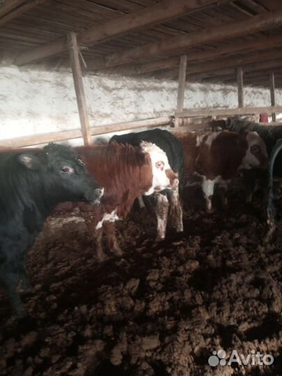 Быки на мясо живым весом