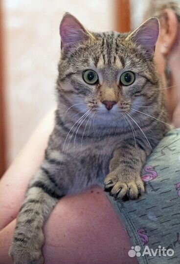 Молодой котик ищет дом