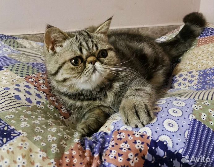 Экзотическая короткошерстная