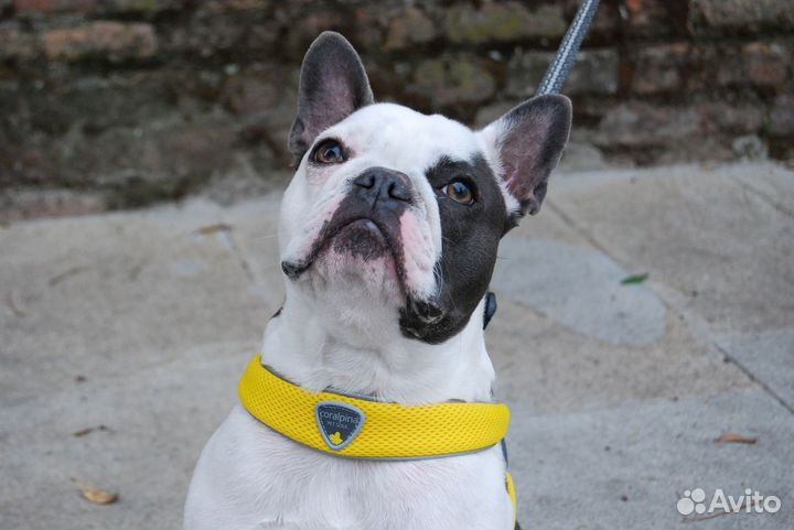 Cortina мягкая шлейка 