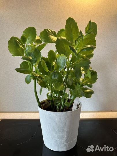 Каланхоэ в горшке