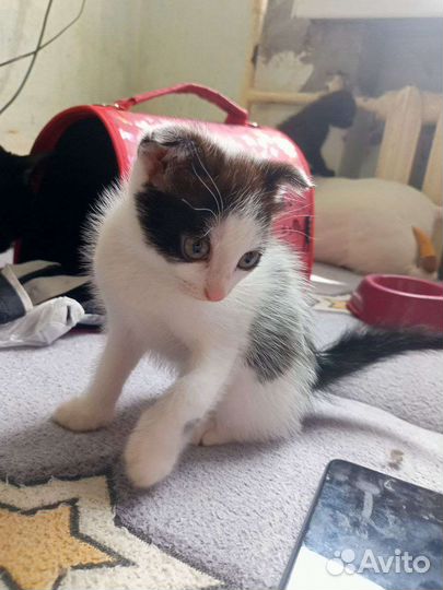 Котята вислоухой кошки