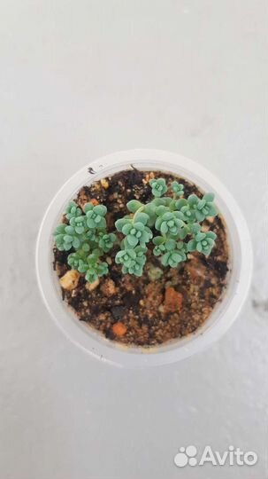 Суккуленты