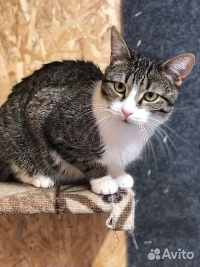 Приходите навестить кота