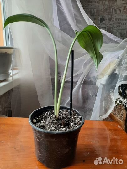 Амазонская Лилия, укорененные луковицы