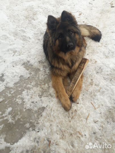 На случку
