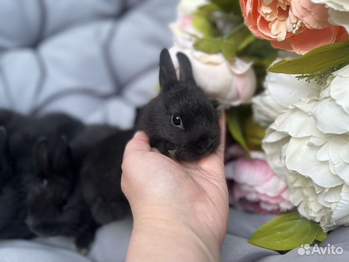 Декоративные кролики