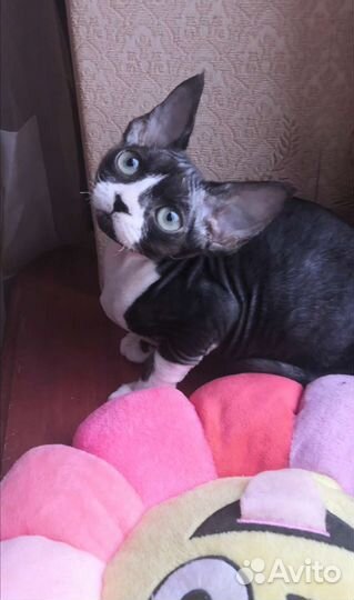 Девон мальчик