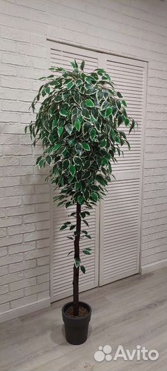 Искусственный фикус