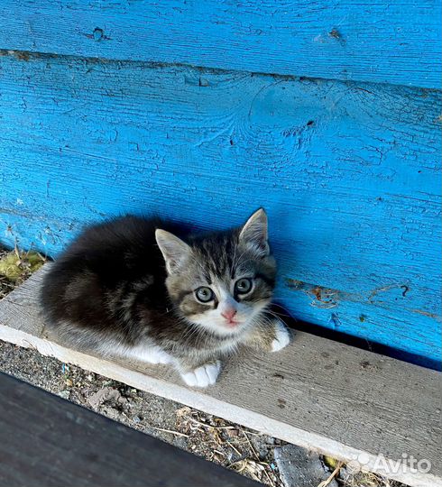 Котёнок 1,5 месяца
