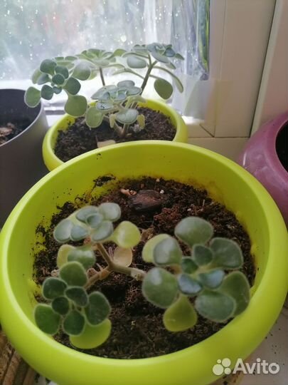 Аихризон - дерево любви