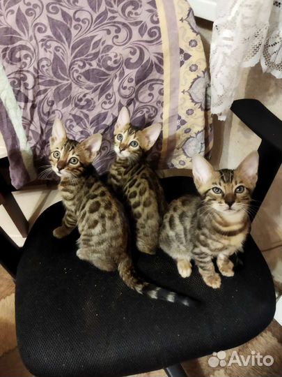 Бенгальские коты