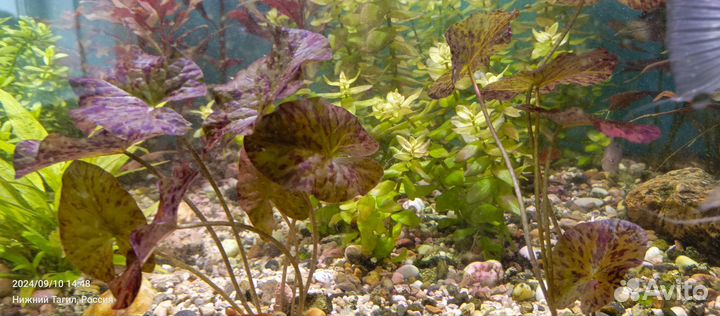 Нимфея тигровая красная