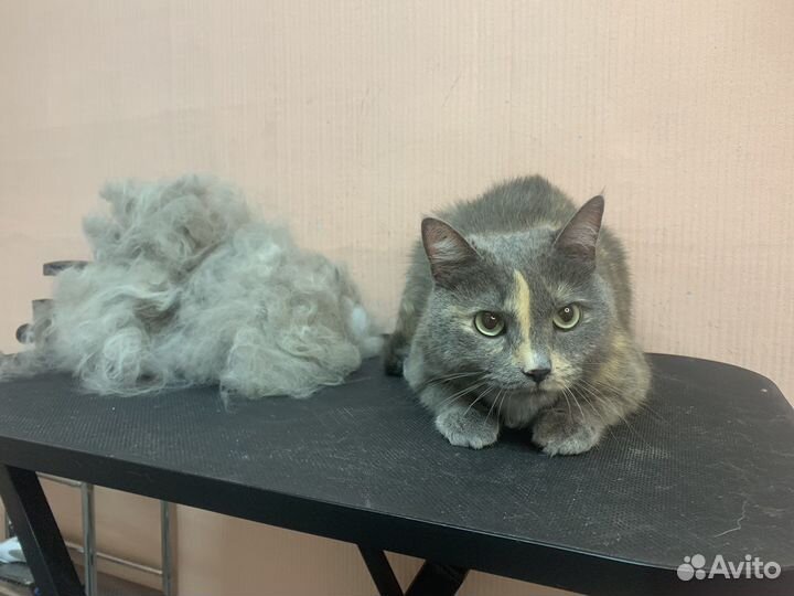 Грумер стрижка кошек