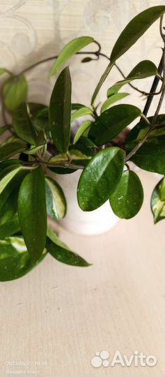 Хойя карноза