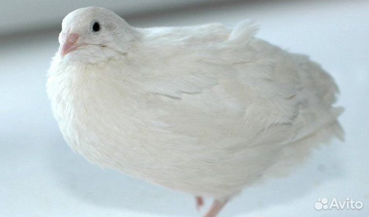 Клетка для перепелов