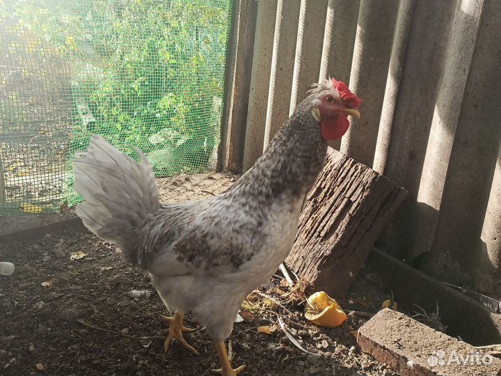 Молодые петушки