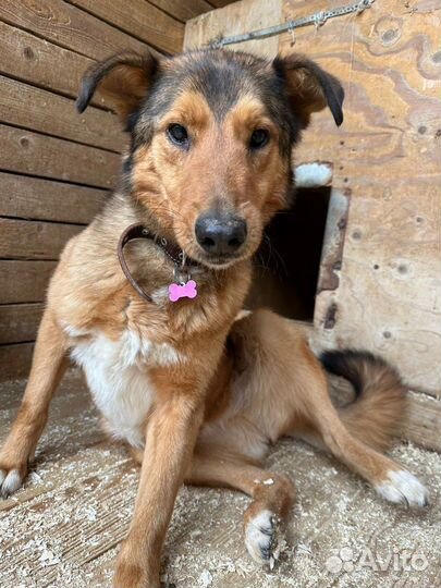 Лобзик красивый, но не счастливый