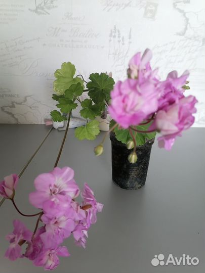 Пеларгонии