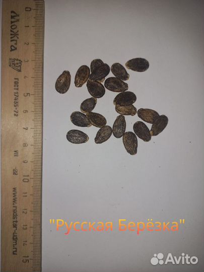 Семена арбуза