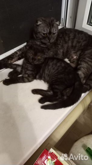 Шатланские вислоухие котята