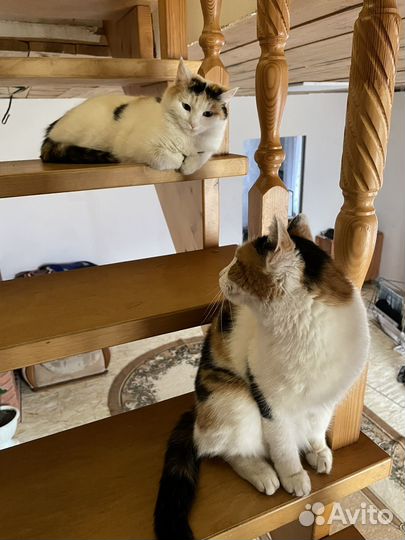 Кошки в добрые руки