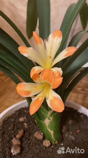 Кливия, хедера