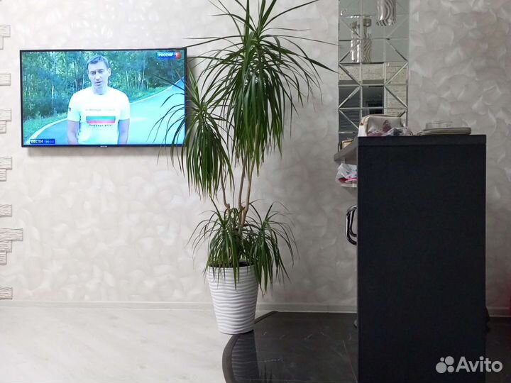 Пальма драцена