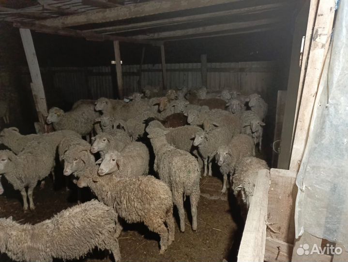 Овцы бараны ягнята