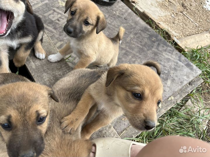 Щенки