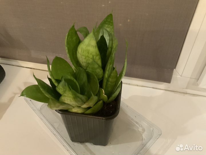 Сансевиерия Ханни грин 3 розетки