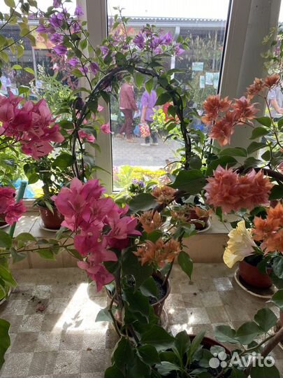 Бугенвиллея