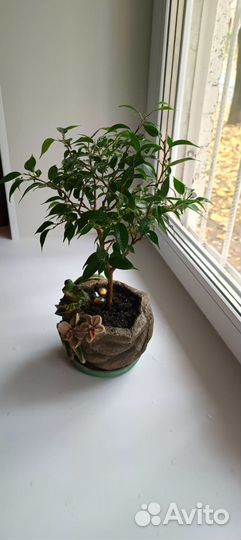 Фикус бенджамина