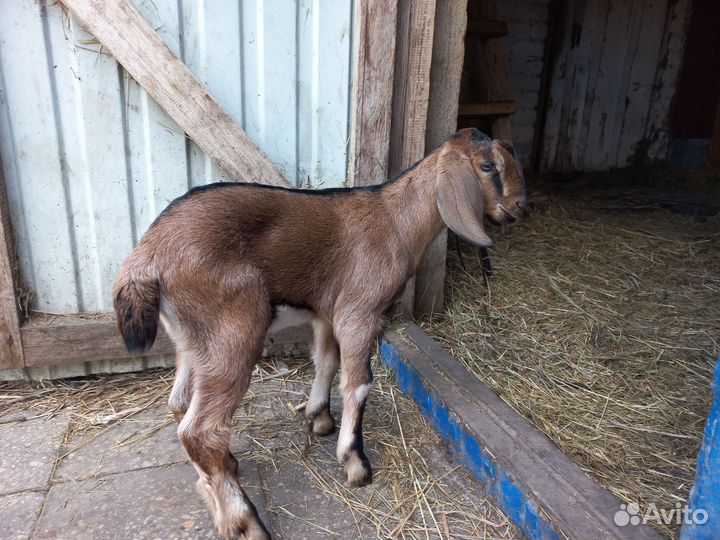Англо нубийские козы