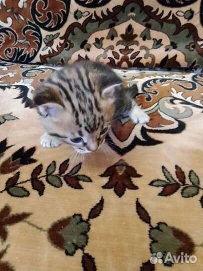 Красивые котята