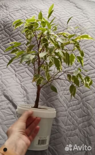 Фикус Бенджамина