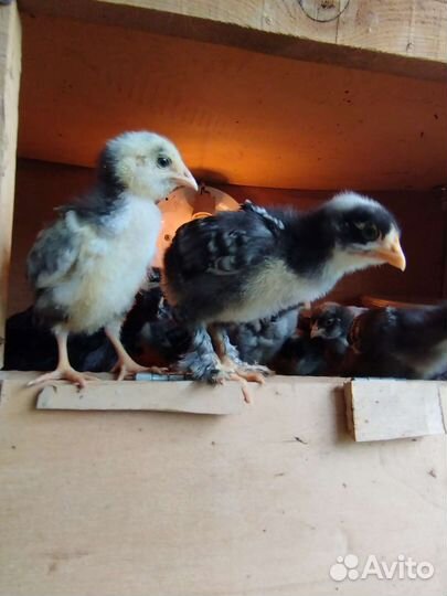 Инкубационное яйцо