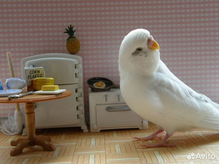 Попугай волнистый Белый самец