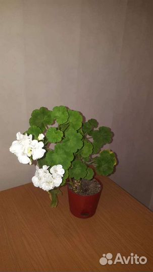 Пеларгония герань