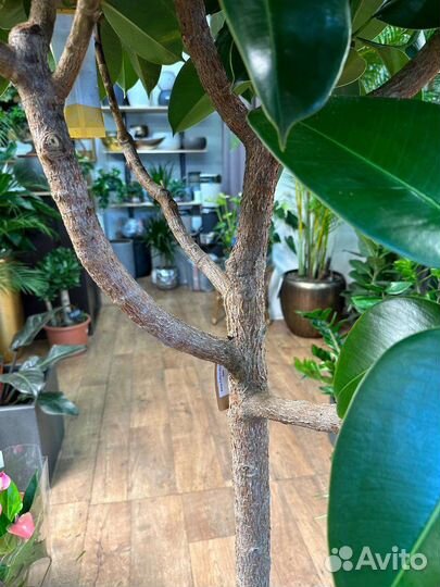 Фикус робуста штамб 180см
