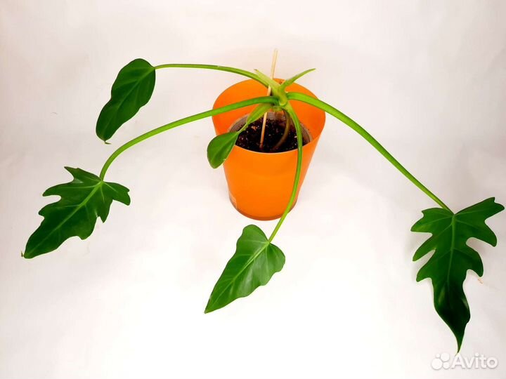 Филодендрон т31