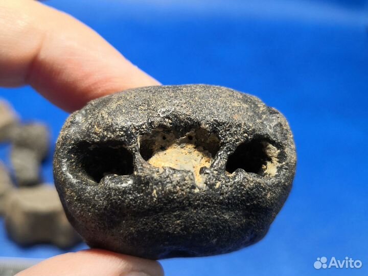 Фрагменты окаменелых позвонков кита цетотерия