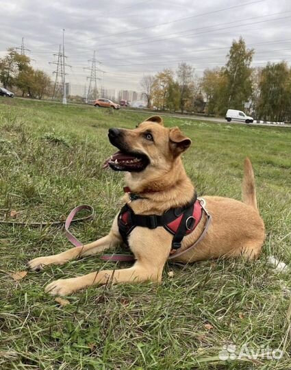 Улыбчивый Жак из приюта ищет дом